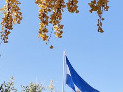 -三里屯东五街银杏大道