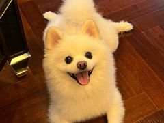 -艾贝尔宠物医院 ·内科全科(梁溪路店)