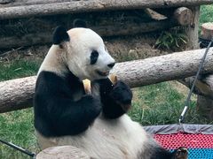 -大连森林动物园