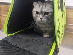 -爱侣宠医·鹦鹉专科·小型哺乳类·异宠专科(灵石路店)