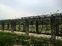 -北京张裕爱斐堡酒庄