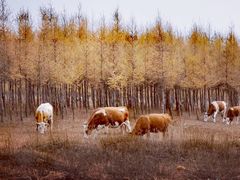 -塞罕坝国家级自然保护区