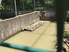 -中国扬子鳄村