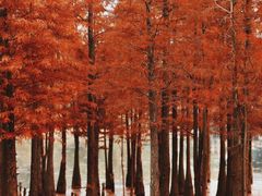 -白鹭湾湿地公园