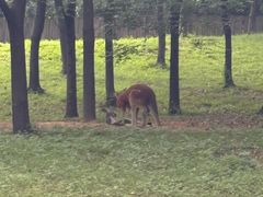 -合肥野生动物园