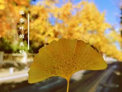 -八大关景区