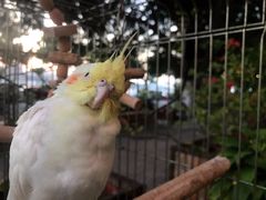 -more than meow吴止猫主题餐厅(承德 中船汇店)