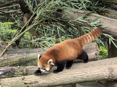 -都江堰中华大熊猫苑