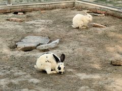 -苏州太湖西山岛开心农场
