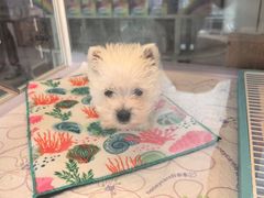 -翊宠yipet猫狗购宠庄园犬舍•猫舍