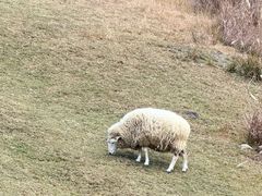 -神户市立六甲山牧场