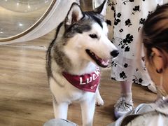 -Husky Go! 哈士奇体验馆·宠物咖啡厅狗咖