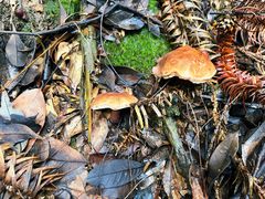 -铁山坪森林公园