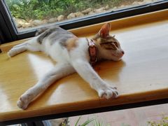 -猫的天空之城概念书店(景德镇陶溪川店)