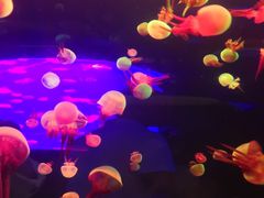 -多彩贵州城极地海洋世界