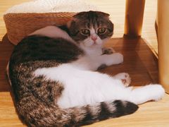 -啵啵喵·猫咖(攀华国际店)