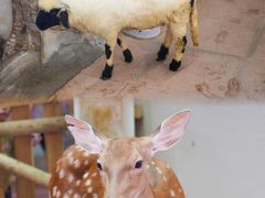 -正佳雨林生态植物园