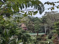 -西双版纳原始森林公园