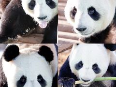 -栾川竹海野生动物园