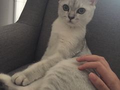 -佳怡动物医院·平价24小时·猫专科骨外科