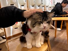 -柴迷FANS CLUB·柴犬狗咖·猫咖