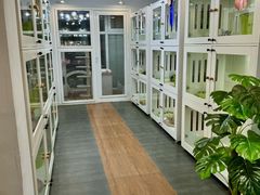 -青奢宠物·青奢猫舍