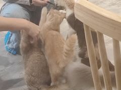 -楼上猫咖(罗湖店)