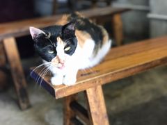 -星鸿社重庆老火锅