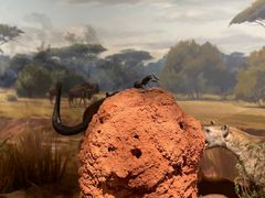 -陕西自然博物馆