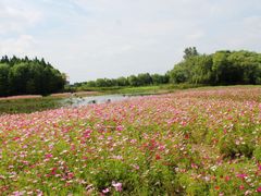 -溱湖国家湿地公园