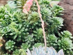 -上海辰山植物园