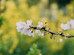 -顾村公园