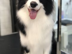 -Oh My Dog宠物沙龙(伊珊娜皮毛护理店)