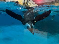 -帝企鹅自助餐厅•儿童岛•真企鹅(长隆企鹅酒店)