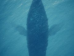 -园林格兰云天大酒店-太极名厨中餐厅