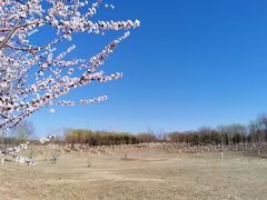 -永定河休闲森林公园