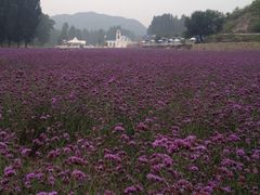 iphone_upload_pic-紫海香堤香草艺术庄园