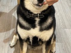 -柴迷FANS CLUB·柴犬狗咖·猫咖