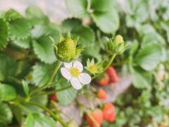 -大自然农场蔬菜草莓采摘园