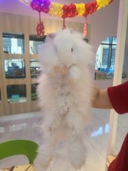 -Moni星球萌宠·小马宝莉·灵蛇·高端高阶全萌宠互动体验俱乐部(红豆国际广场店)