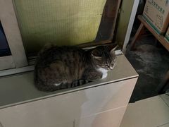 -玉滋補
