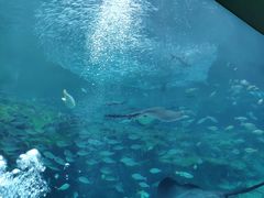-西海国立公园九十九岛水族馆