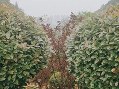 -桃花岭景区