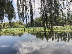 -翠湖公园