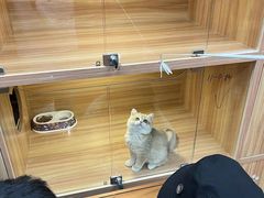 -猫十亿·布偶金渐层·曼基康矮脚猫舍(青年路店)