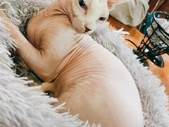景观位-猫小院猫主题餐厅(三里屯店)