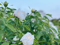 -洛阳市隋唐城遗址植物园