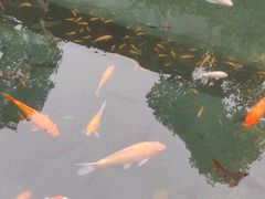 -老街冷水鱼烧烤(河堤夜市店)