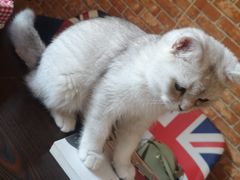 -名猫咖啡馆·撸猫·拼豆