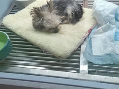 -FAELING PETS美天灵宠物(合生汇店)